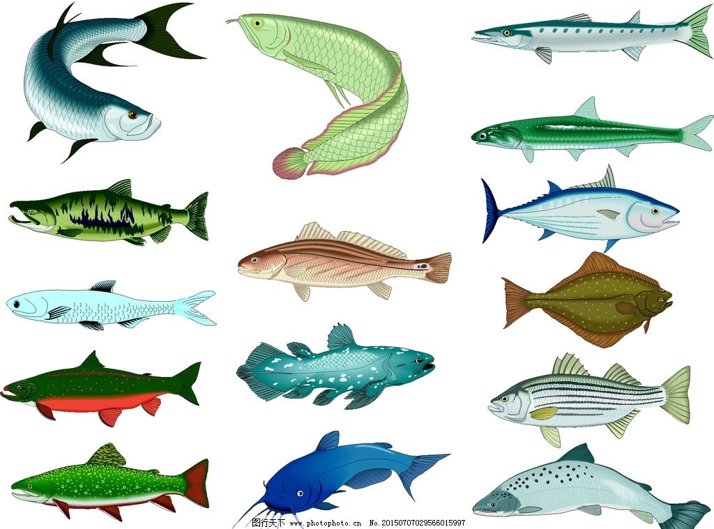 淡水鱼类图片,常见 彩色 江鱼-图行天下图库