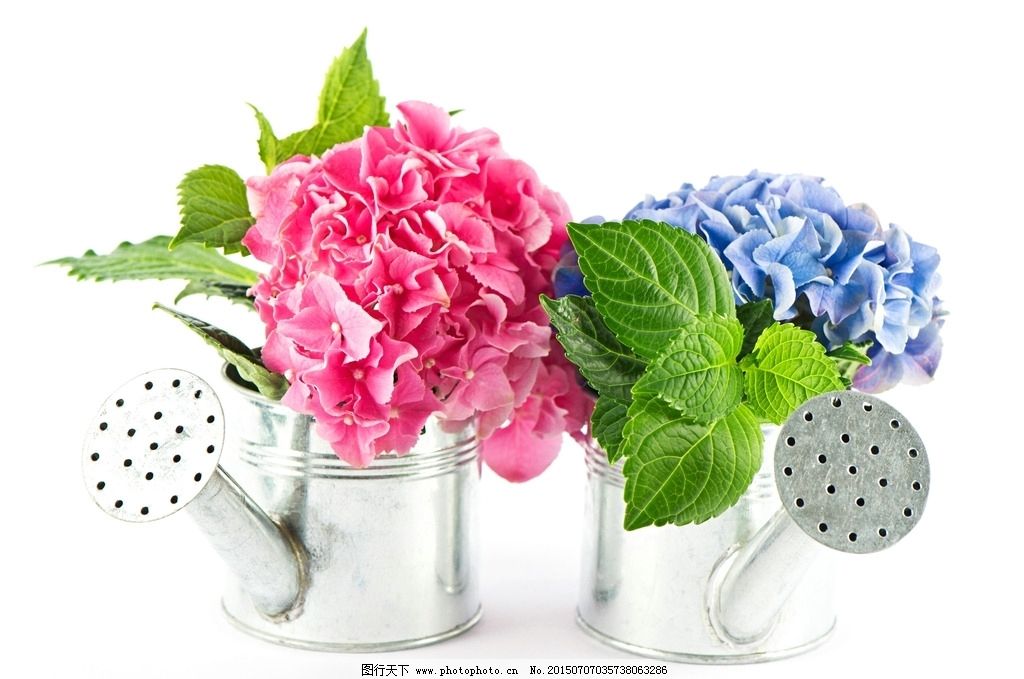 鲜花 野花 摄影图 装饰画素材 向日葵 郁金香 蝴蝶水波 桃花 苹果花 梨花 倒影 蝴蝶兰 植物图谱 花卉 蝴蝶 手绘花纹 精美花纹 兰花贴图 简洁 移门设计 彩色花朵 手绘设计 手绘花朵 底纹 花纹 花篮 漂亮花纹 花纹素材 手绘花 流行 大气 手绘 彩色 兰花 生物世界 设计花卉 摄影 生物世界 花草 72DPI JPG