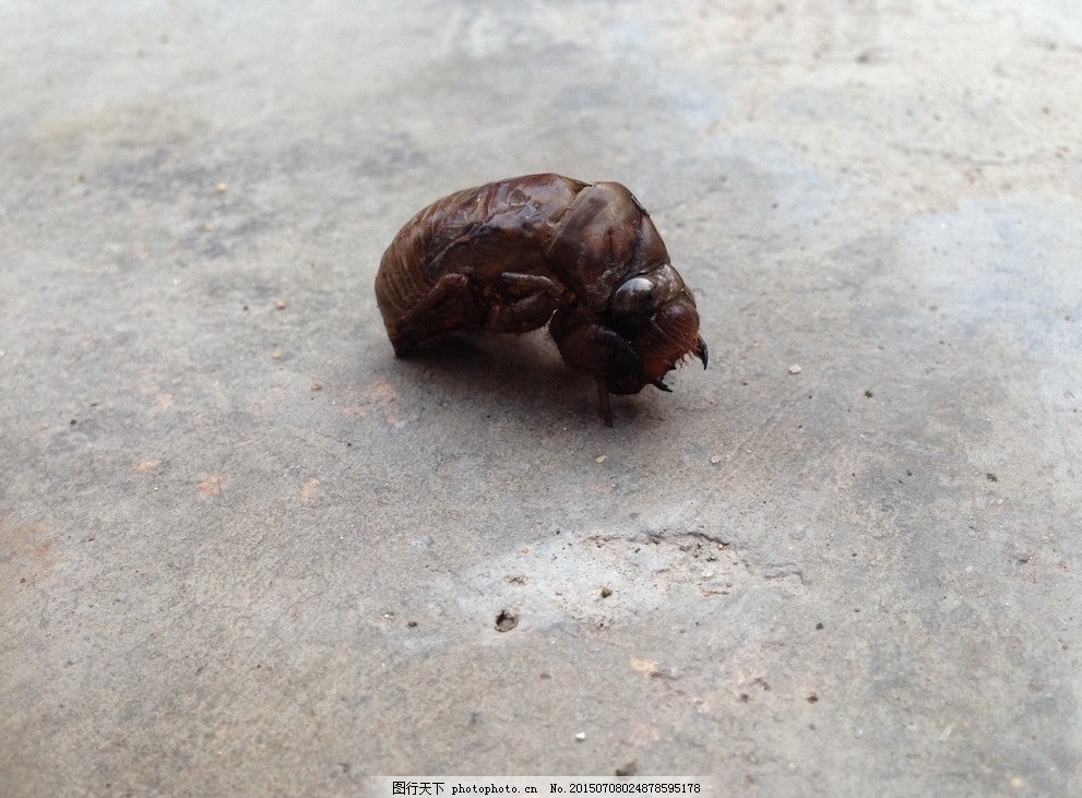 金蝉壳 知了猴 爬猴 知了壳 昆虫动物 摄影