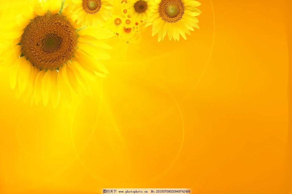 黄色向日葵背景_背景图片_底纹边框_图行天下图库