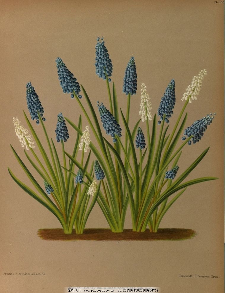 复古手绘 郁金香 植物图 插画 最美丽的花 玫瑰花 玫瑰圣经 手绘兰花 植物图谱 装饰画 无框画 手绘插画 花卉 蝴蝶 鲜花 手绘花纹 精美花纹 兰花贴图 简洁 移门设计 彩色花朵 手绘设计 手绘花朵 花纹素材 生物世界 花草 Redoute 设计 植物园 复古手绘花卉 复古手绘花卉 设计 生物世界 花草 72DPI JPG