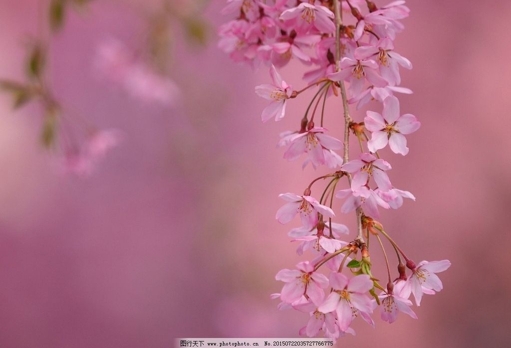 樱桃花-樱桃花图片