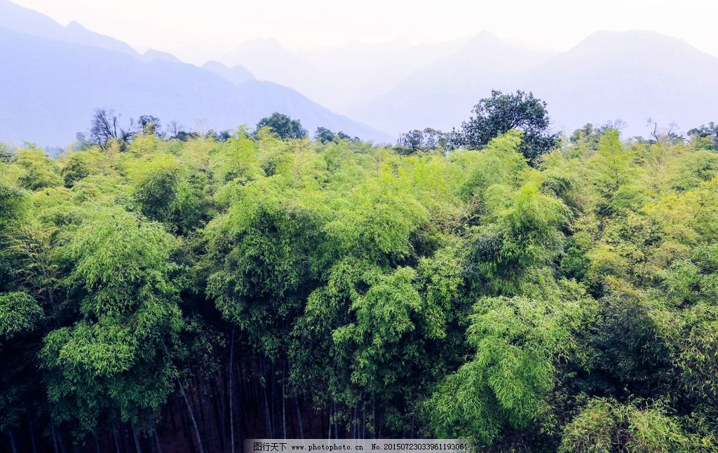 竹海 国家森林公园 贵州赤水 自然 森林公园 景点 竹林 自然风景区 风景名胜区 观光休闲区 自然景观 自助游 国内旅游 旅游摄影 摄影 300DPI JPG 竹海国家森林公园 摄影 旅游摄影 国内旅游 300DPI JPG