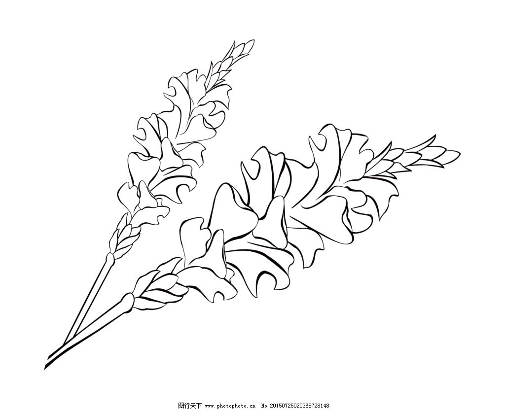 薰衣草 线稿 黑白 矢量 植物 设计 底纹边框 花边花纹 ai