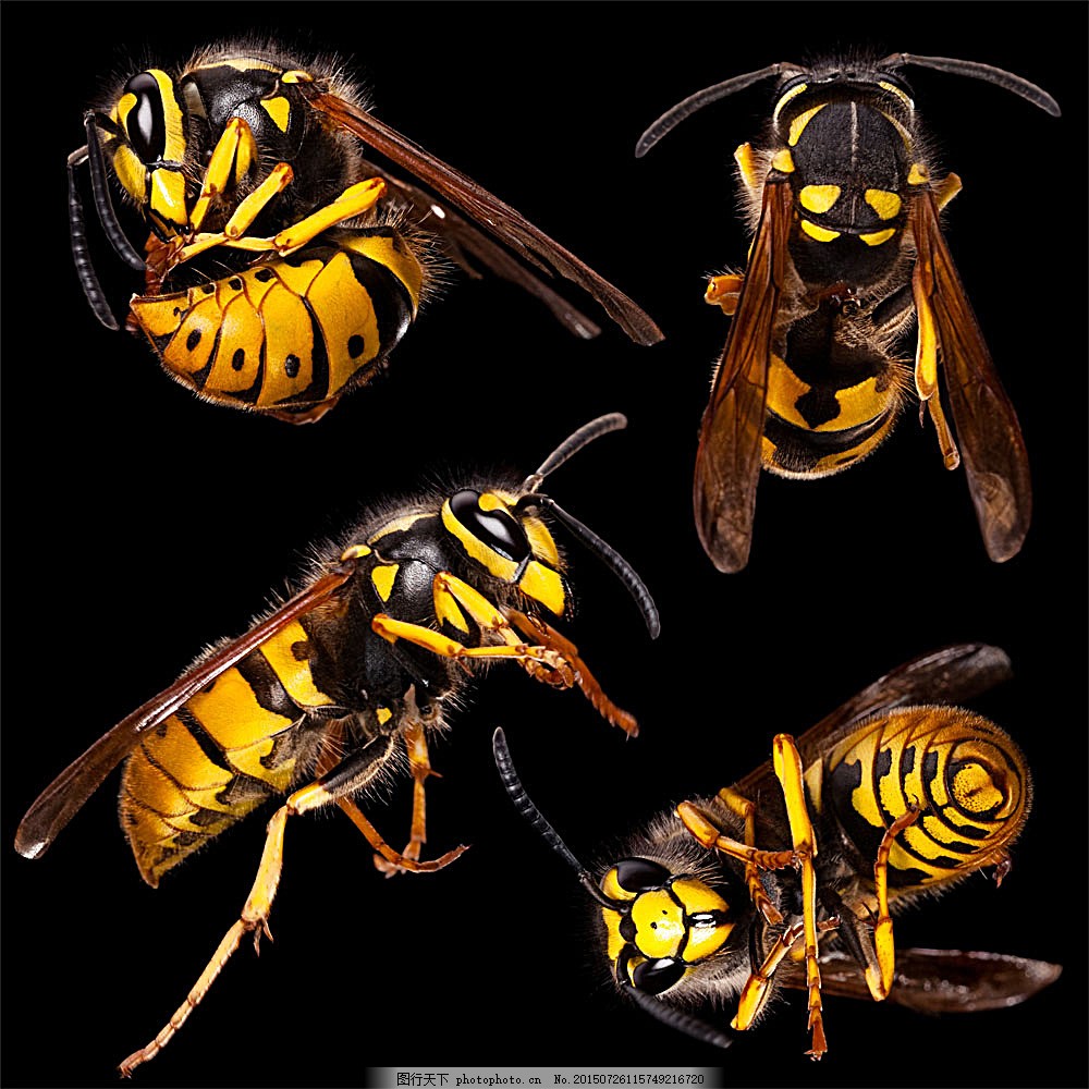 昆虫大黄蜂手绘