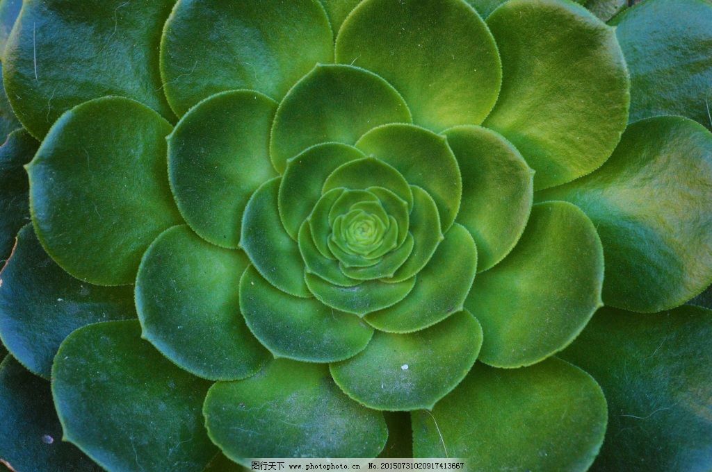 层次感仙人掌植物图片