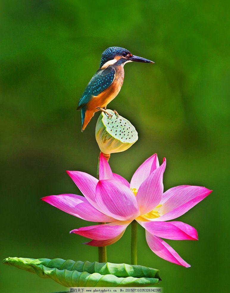 翠鸟荷花图片