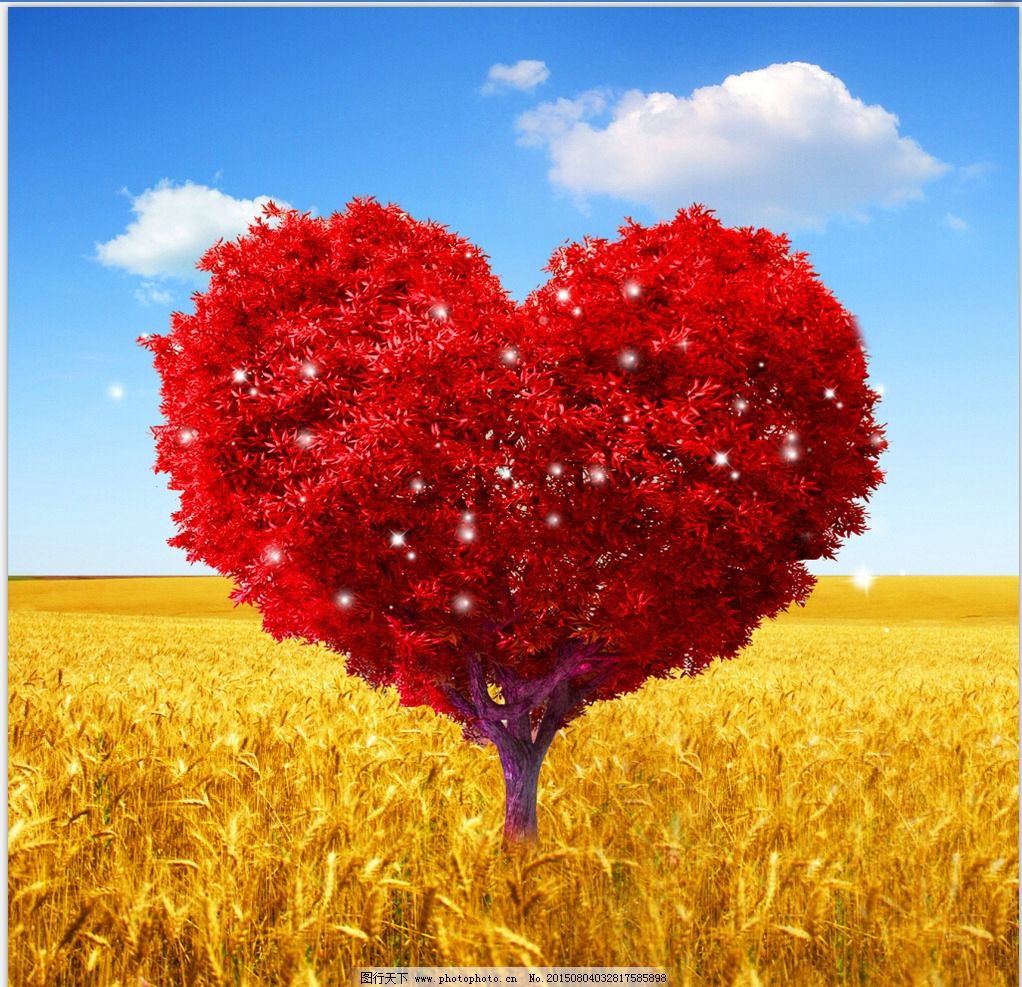 红色麦子|和尚头小麦