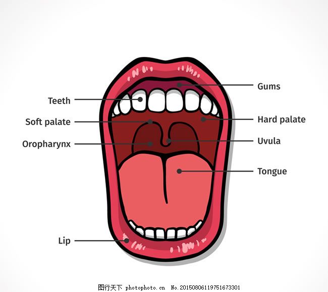 口腔结构图矢量素材图片