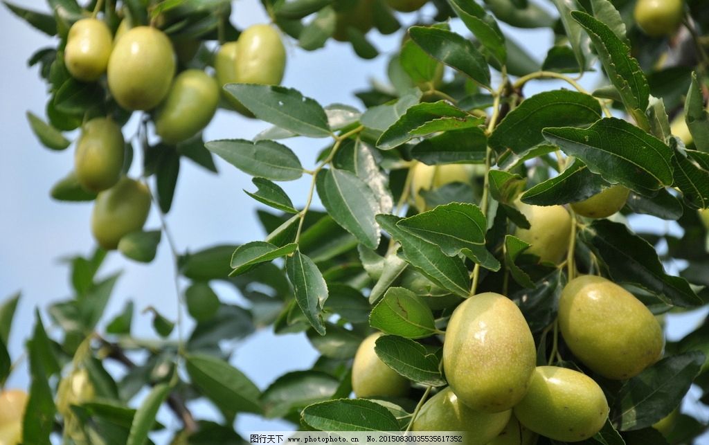 梦境的甜蜜预兆,解读梦见枣树上结满红枣的深层含义 梦境的甜蜜预兆,解读梦见枣树上结满红枣的深层含义