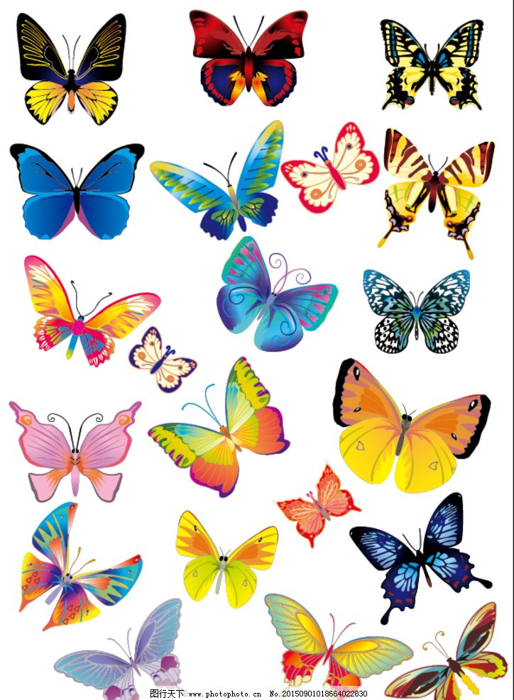 彩色蝴蝶品种图片