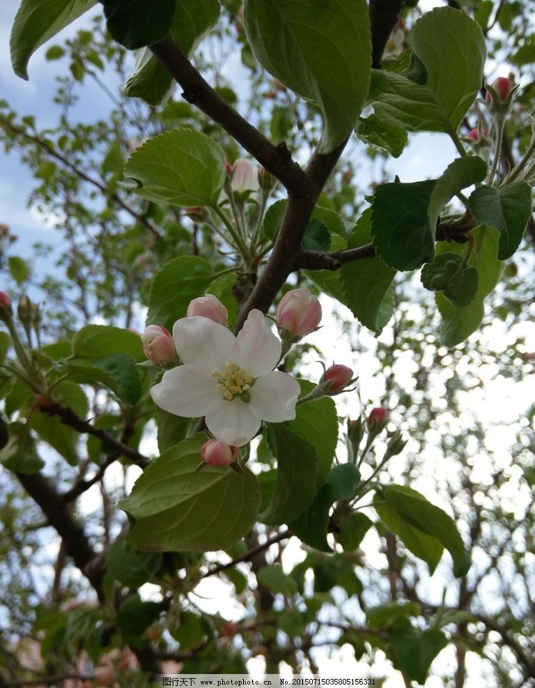 山丁子花图片 树木树叶 生物世界 图行天下素材网