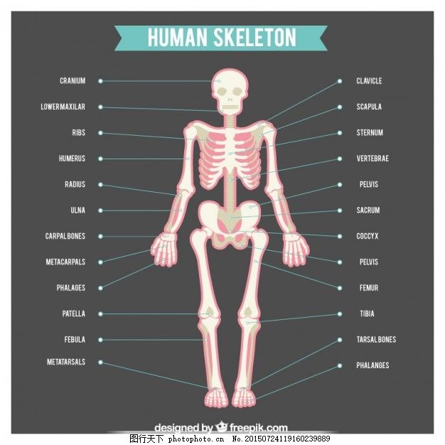 人体骨骼与身体部位名称图片 生物静物 设计元素 图行天下素材网