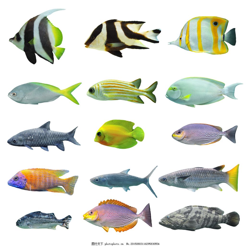 海洋鱼类图册_360百科