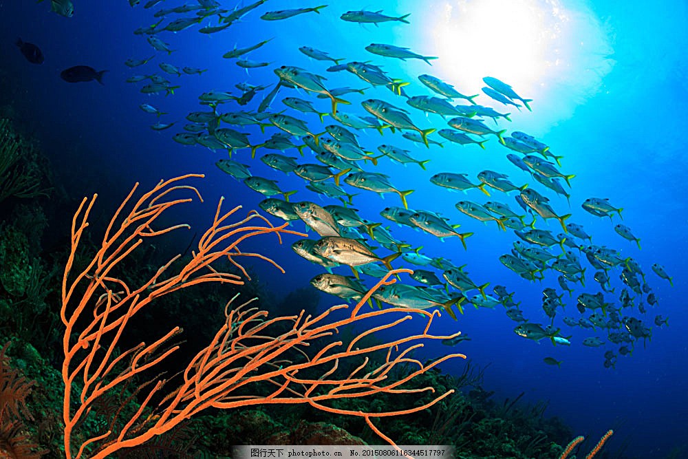 海底世界景色图片 自然风景 高清素材 图行天下素材网