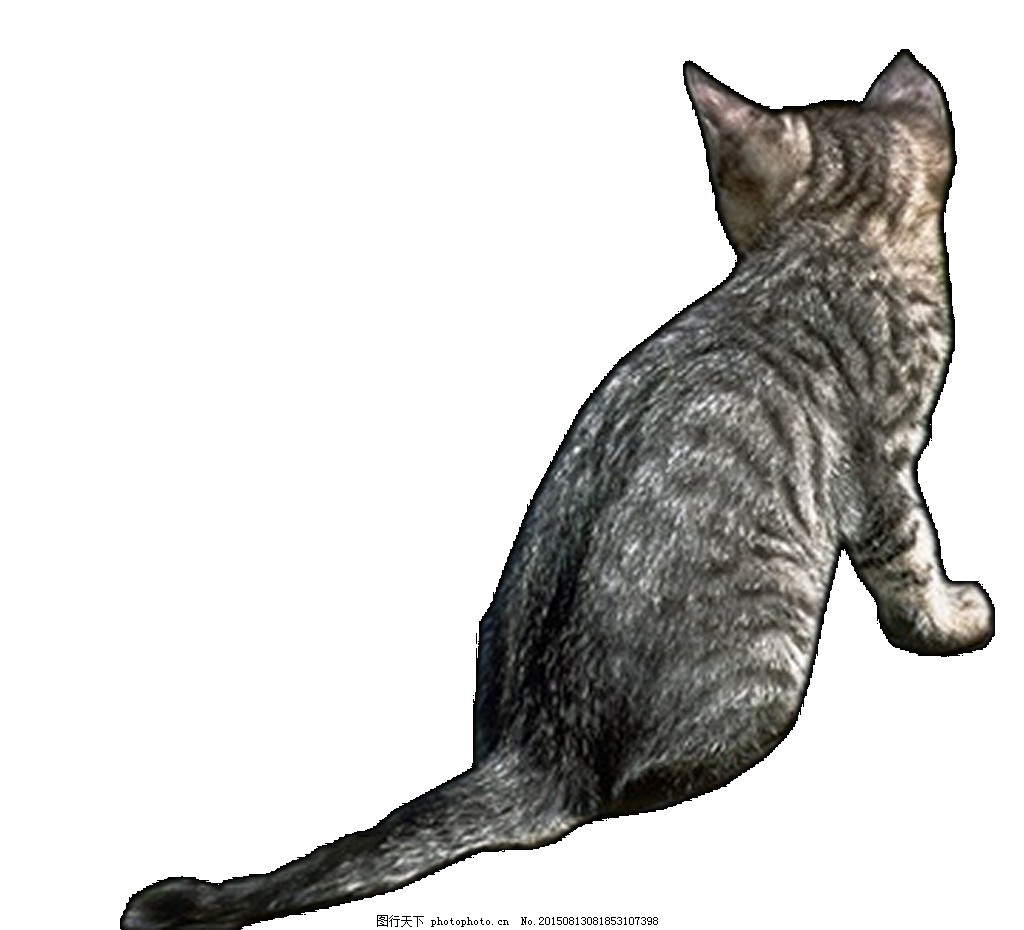 一个人和一只猫的图片,卡通一个人和一只猫,一人一猫背影的图片(第2页)_大山谷图库