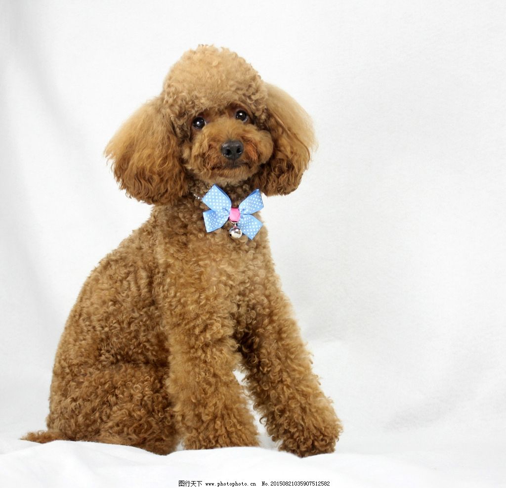 纯种泰迪犬幼犬狗狗出售 宠物泰迪犬可支付宝交易 泰迪/贵宾 /编号10026700 - 宝贝它