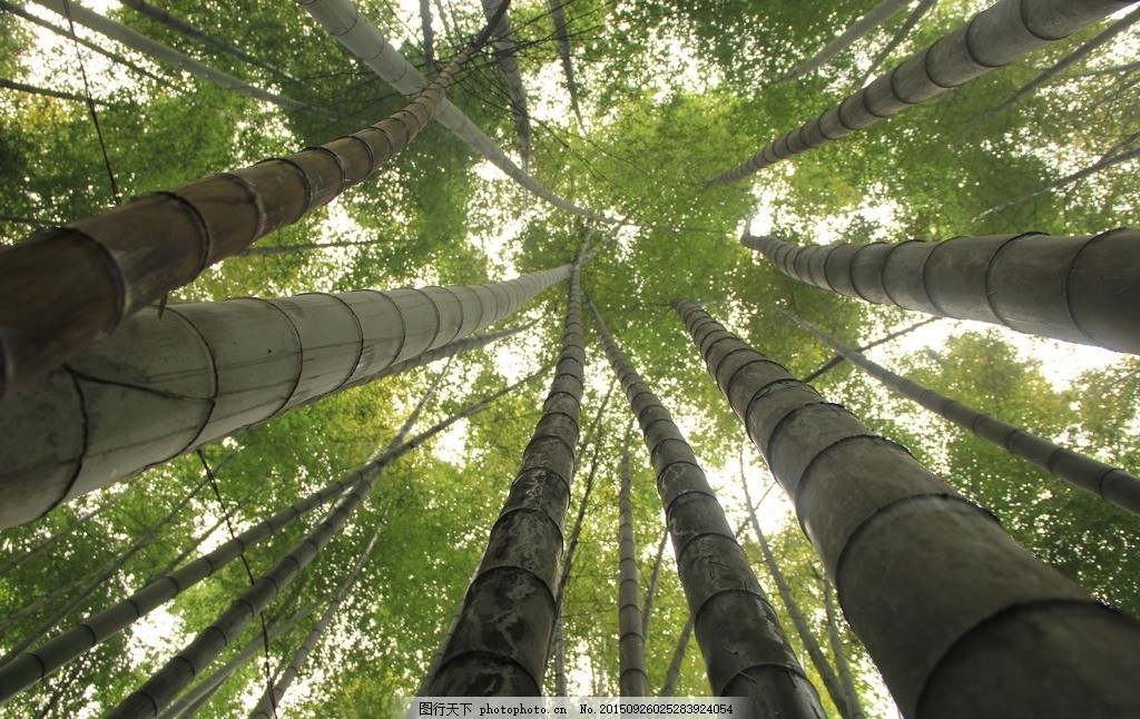 蜀南竹海图片 树木树叶 生物世界 图行天下素材网